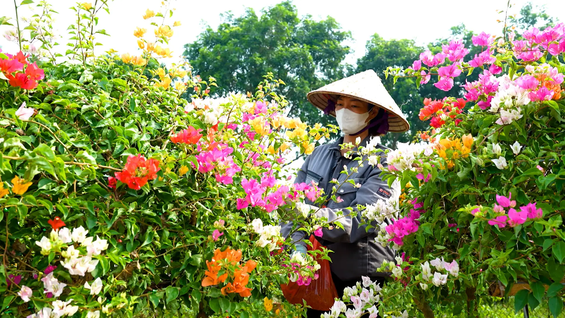 Thủ phủ hoa giấy | Hà Nội đến để yêu | 10/08/2025